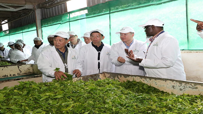 Tea Master, Mr. Xie Visits Meru Farmers