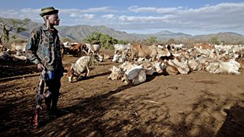 Bandits Steal Cows In Yatya, Saimo Soi