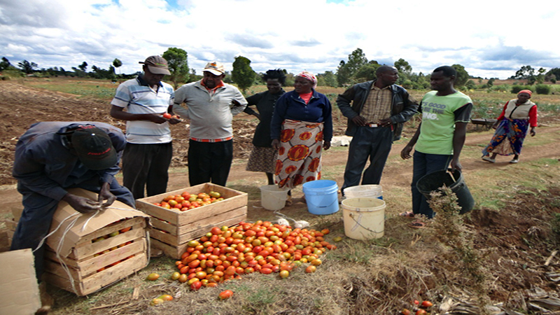 Tomatoes & Greed – Laikipia Farmers Plight