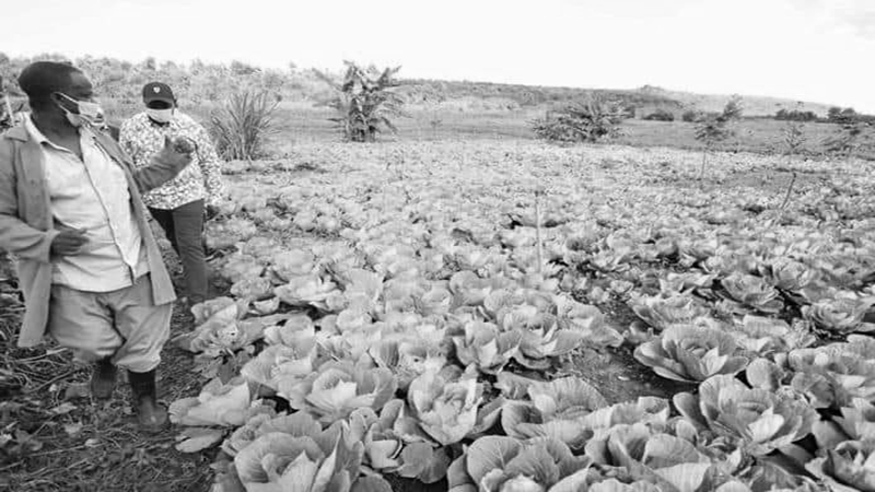 Njuguna and William Ruto at the cabbage farm.