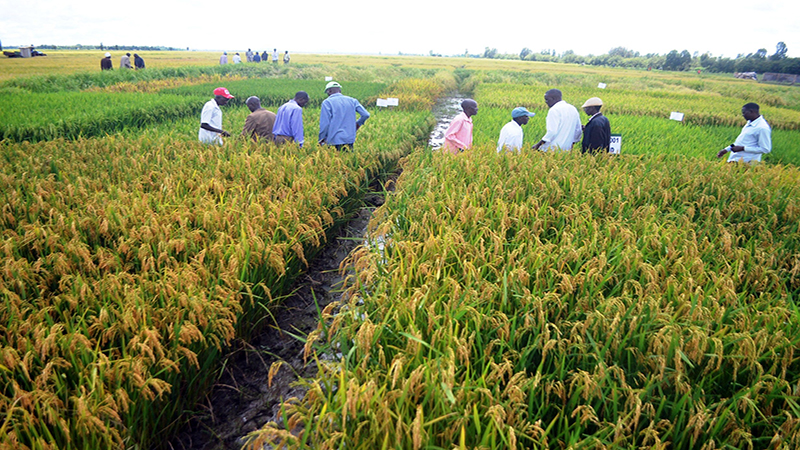 Rice Farmers In Muranga Reap Big From The Crop