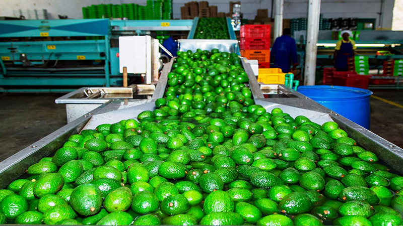 Avocado Will Be The Best-selling Tropical Fruit In 2030