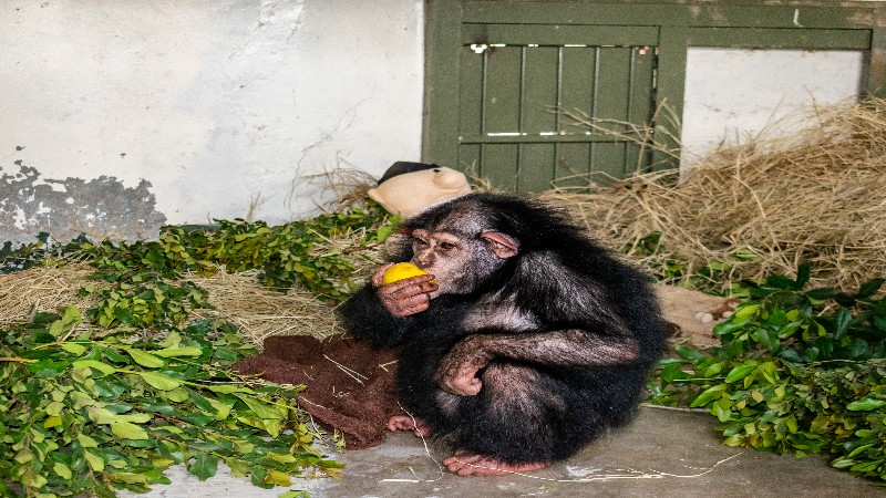 Chimpanzee From Iran Arrives in Kenyan Sanctuary