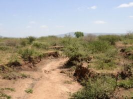 Wilderness Plots Disguised As Prime Acres In Laikipia