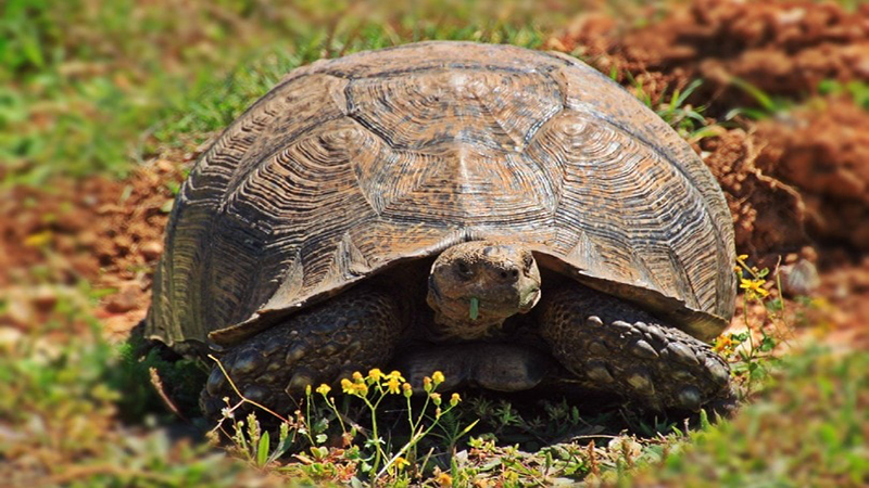 Jonathan, The World's Oldest Living Tortoise – This Is Laikipia