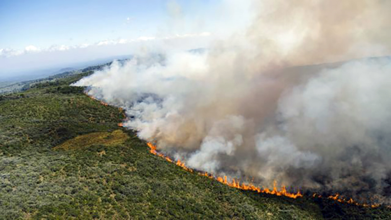 Mt. Kenya Forest Fire Is Spreading At An Alarming Rate