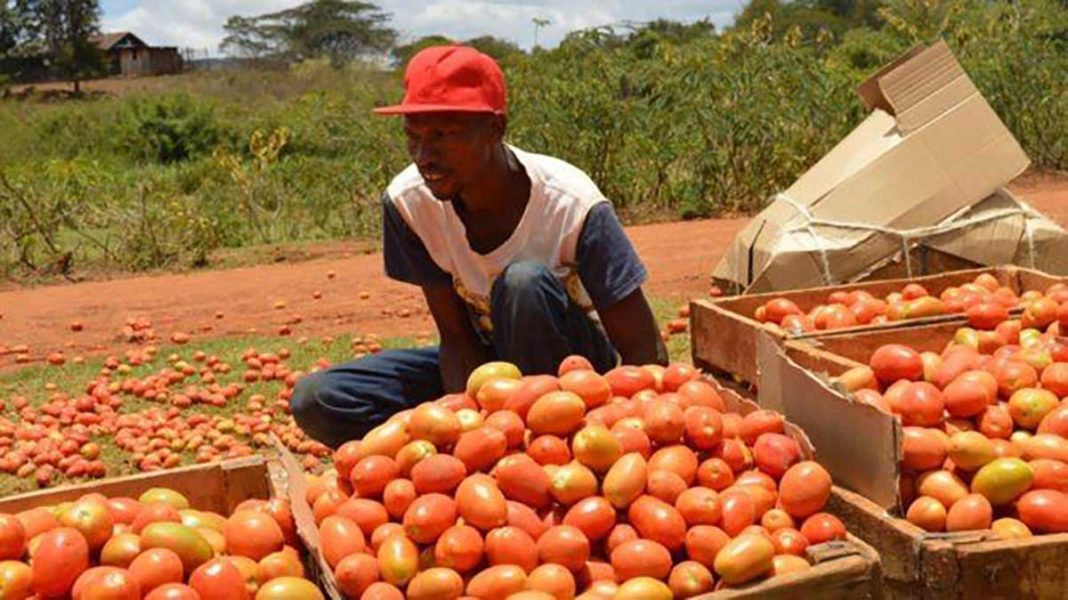 Tons of tomatoes rot away in Laikipia County