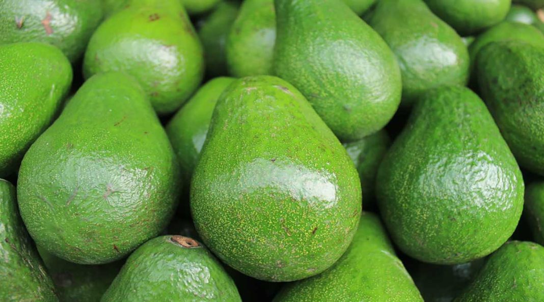 Avocado Remains King Of The Best-selling Tropical Fruit Till 2030