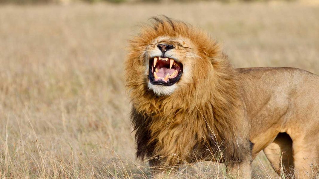 Lion Scare In Koibatek Stagnates Local Economy