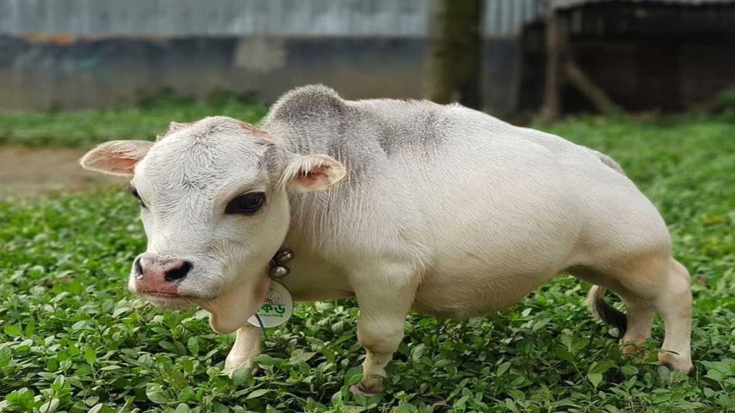 Dwarf Cow That’s Shorter Than A Goat Shocks The World