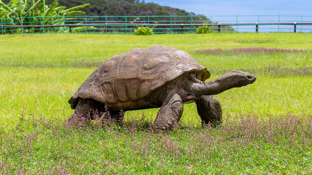 Jonathan, The World’s Oldest Living Tortoise