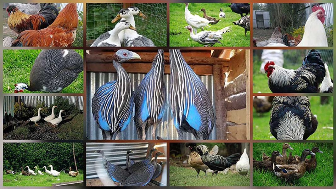 Gladys Kibe Ornamental Birds Farm In Nanyuki