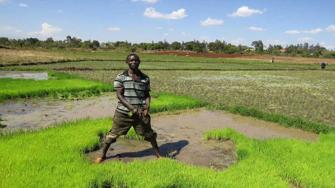 Rice Farmers In Muranga Reap Big From The Crop