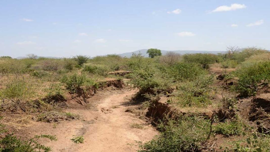 Wilderness Plots Disguised As Prime Acres In Laikipia