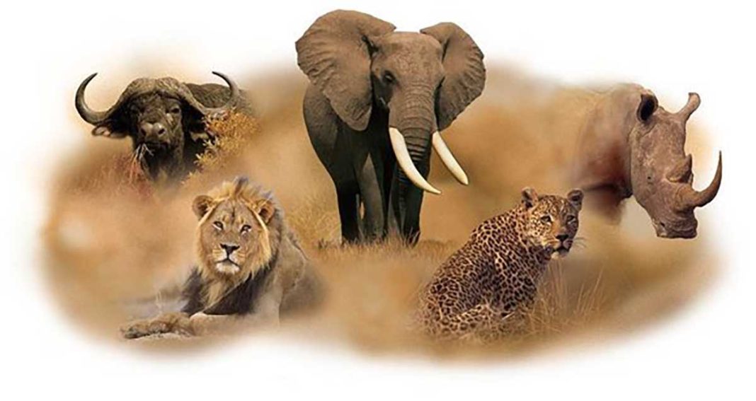 Best Places to See the Big 5 on Safari in Kenya