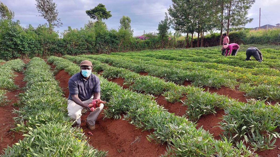 Making Meru County An Agriculture Powerhouse